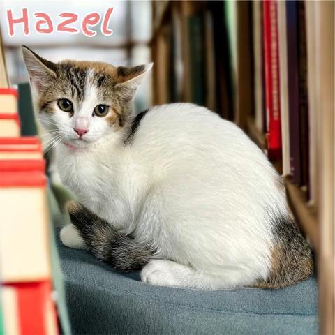 Hazel