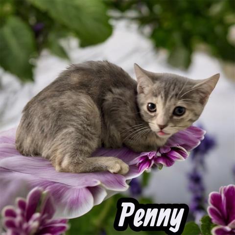 Penny