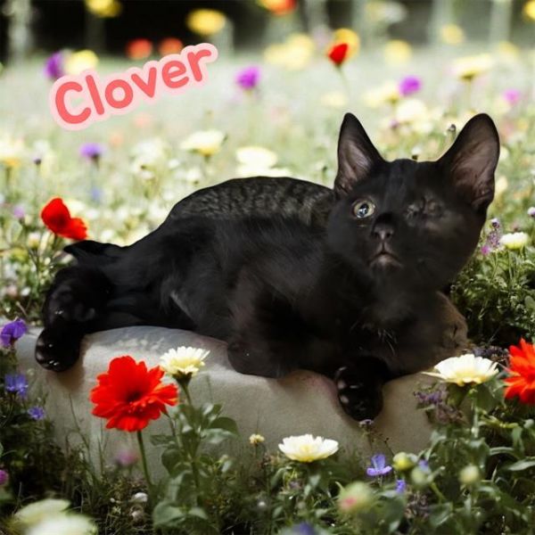 Clover