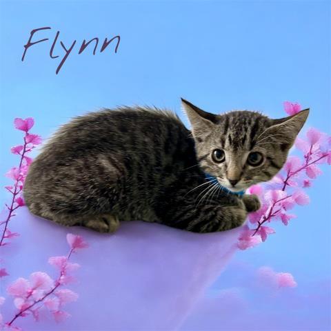 Flynn
