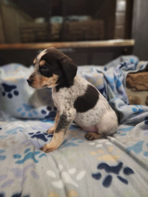 Valentine thumbnail 2