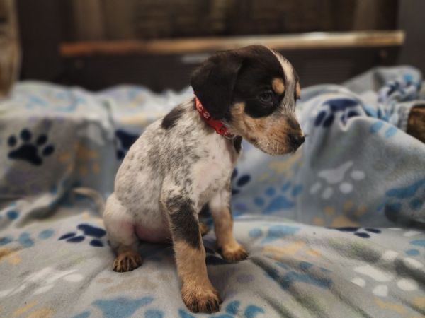 Valentine thumbnail 3