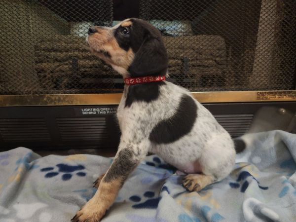 Valentine thumbnail 4