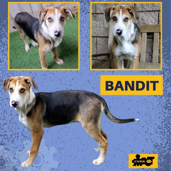 Bandit