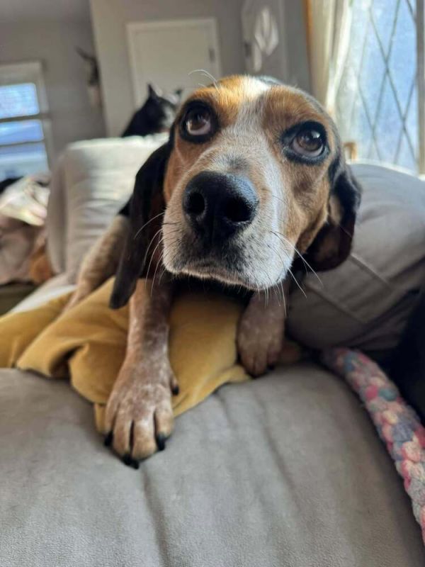 Didi Bug thumbnail 2