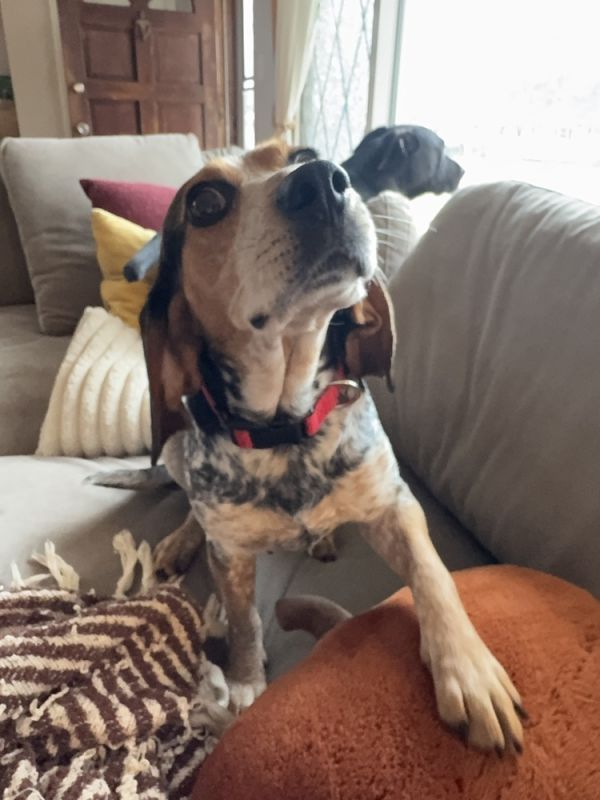 Didi Bug thumbnail 3