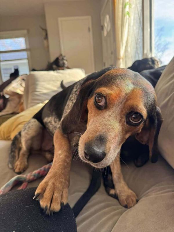 Didi Bug thumbnail 4