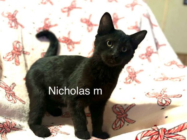 Nicholas