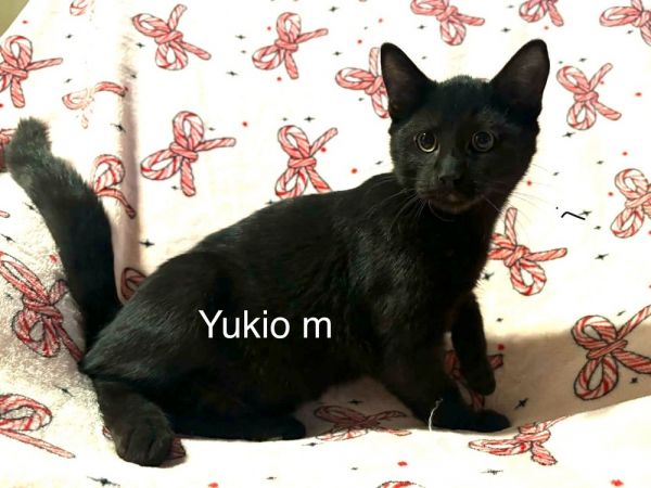 Yukio