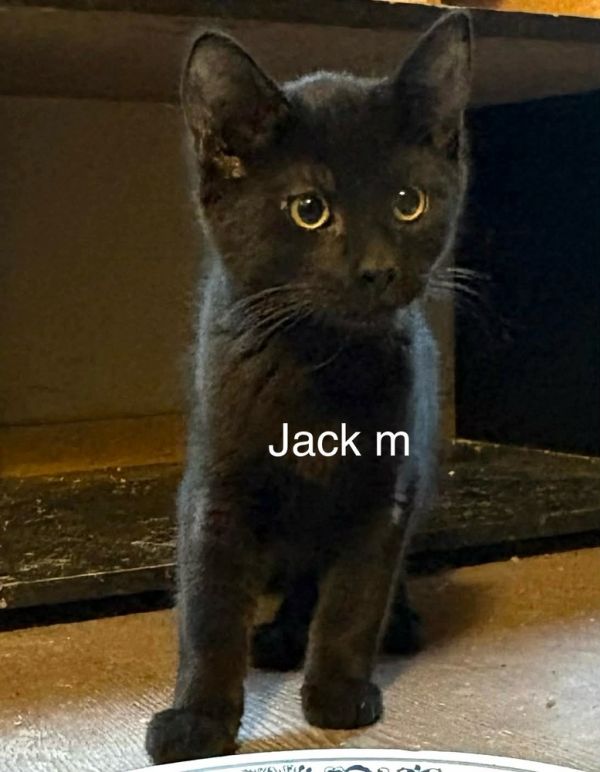 Jack