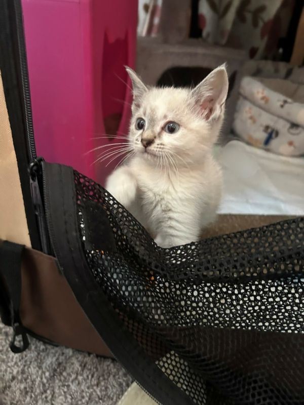 Ammolite thumbnail 2