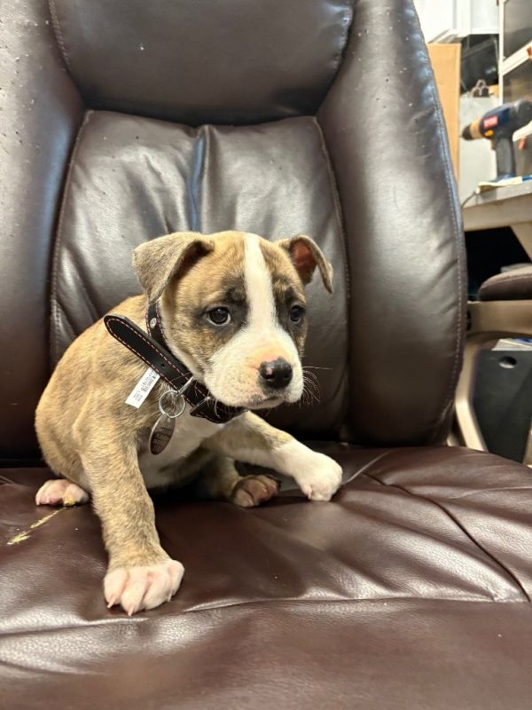 Macaroni thumbnail 2