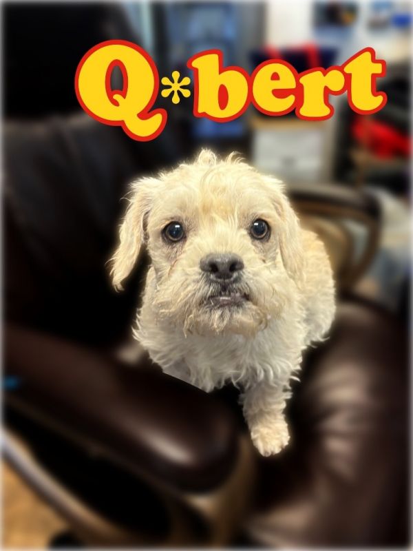 Qbert thumbnail 2