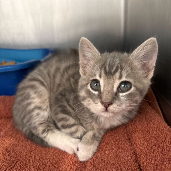 Chitimacha thumbnail 2