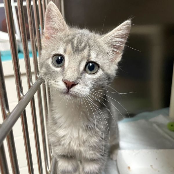 Chitimacha thumbnail 3