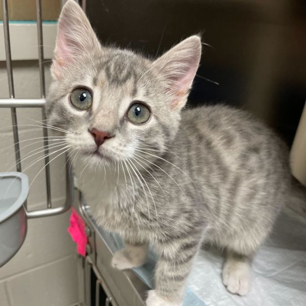 Chitimacha thumbnail 4