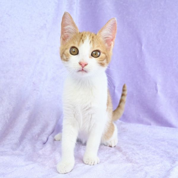 Pumpkaboo thumbnail 2