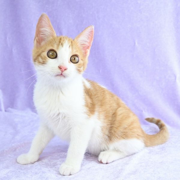 Pumpkaboo thumbnail 4