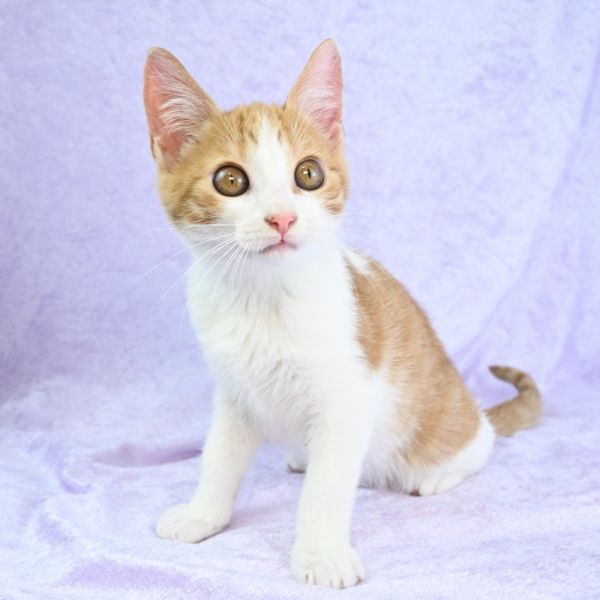 Pumpkaboo thumbnail 5