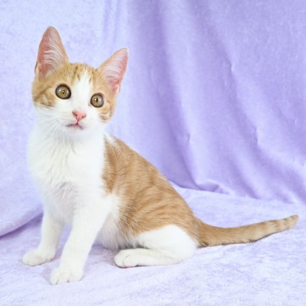 Pumpkaboo thumbnail 6