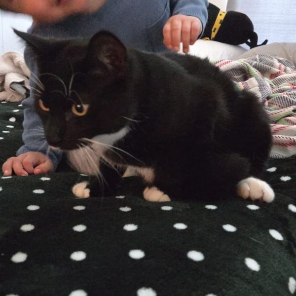 Silvester thumbnail 2