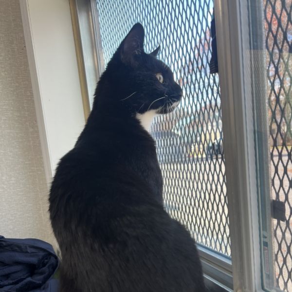 Silvester thumbnail 3