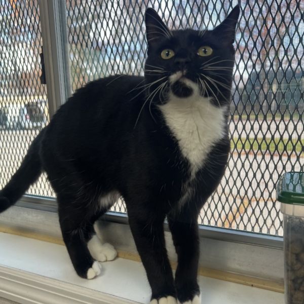 Silvester thumbnail 4