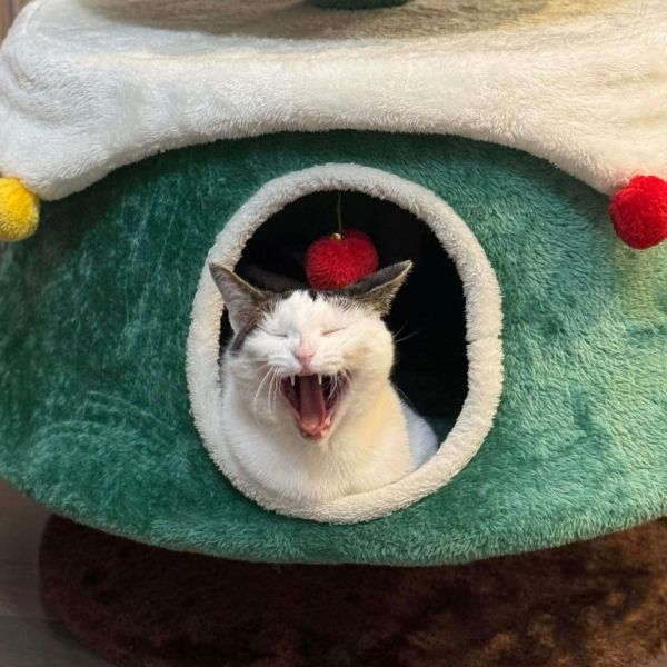 Sweet Pea Meet Me thumbnail 2