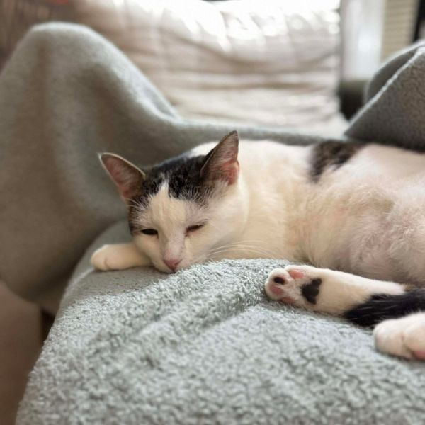 Sweet Pea Meet Me thumbnail 3