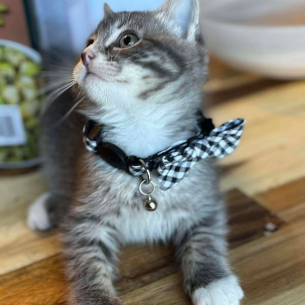 Stormy Christensen thumbnail 2