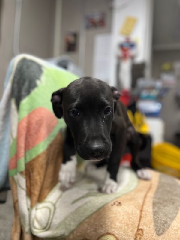 Rockysoot thumbnail 3