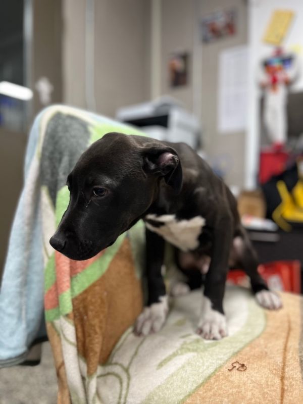 Rockysoot thumbnail 4