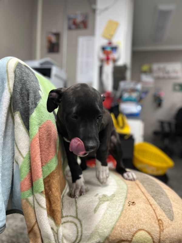 Rockysoot thumbnail 5