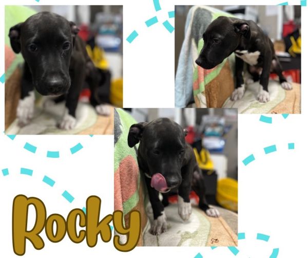 Rockysoot thumbnail 6