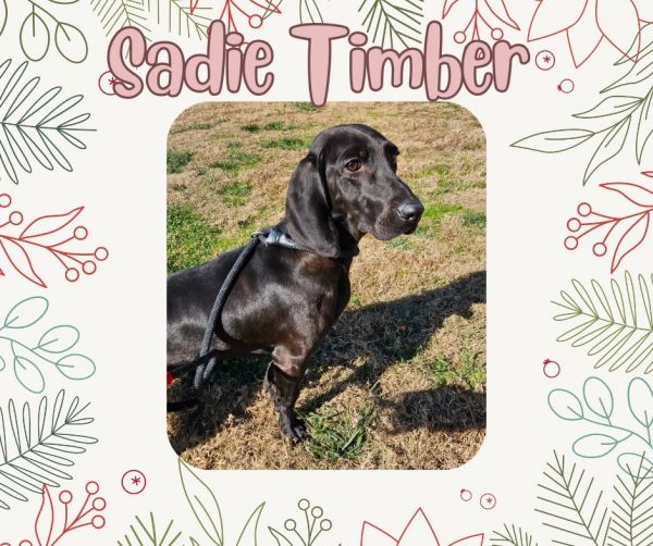 Sadie Timber