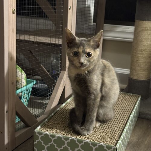 Marigold thumbnail 2