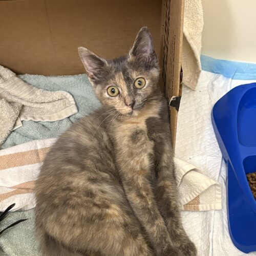 Marigold thumbnail 3