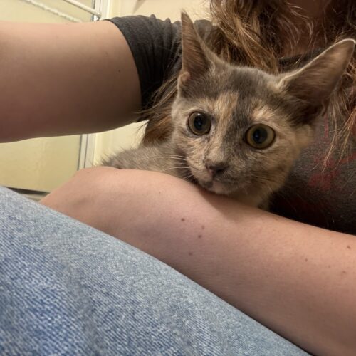 Marigold thumbnail 4