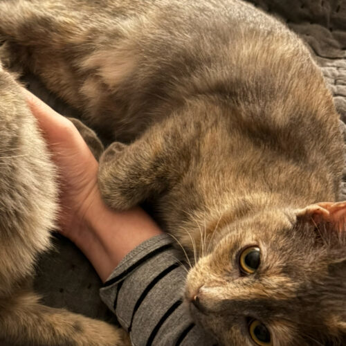 Marigold thumbnail 5