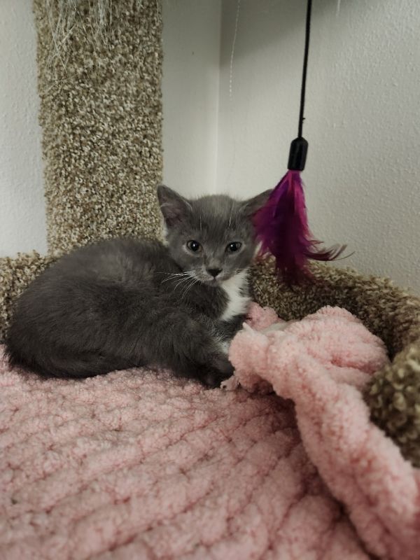 Walnut  Cashew thumbnail 2