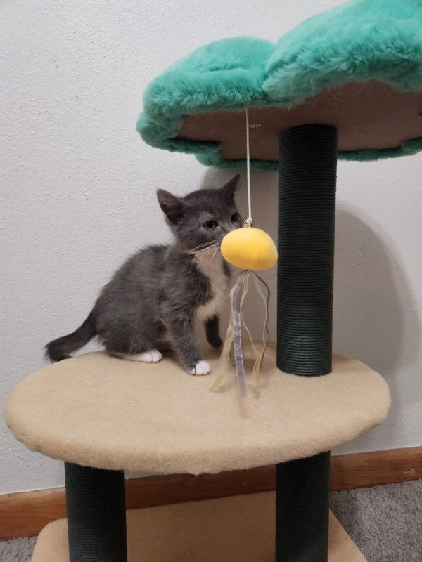 Walnut  Cashew thumbnail 3