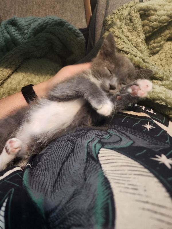 Walnut  Cashew thumbnail 4