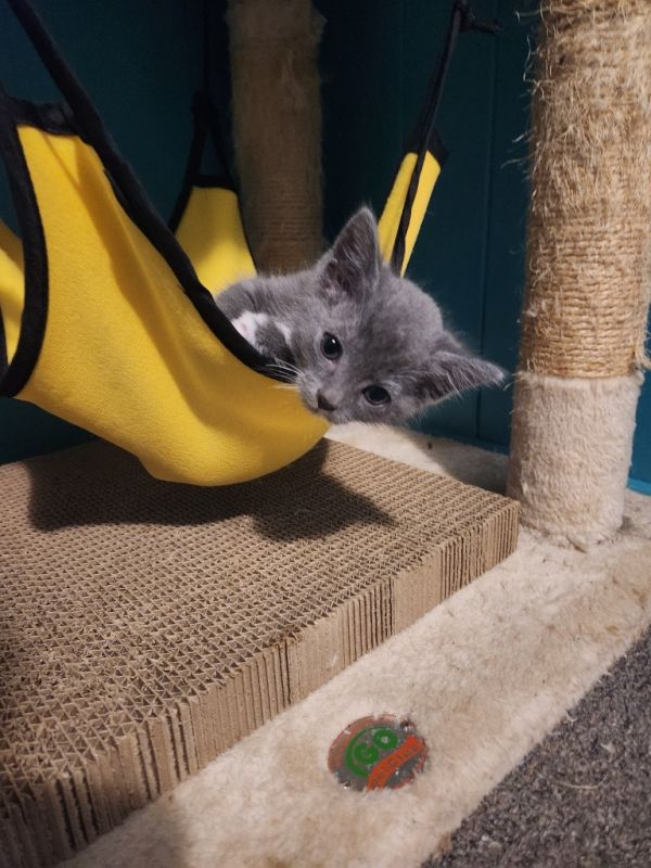 Walnut  Cashew thumbnail 5