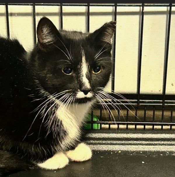 Lani Linden thumbnail 2