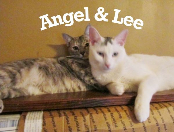 Lee Laurelton thumbnail 3