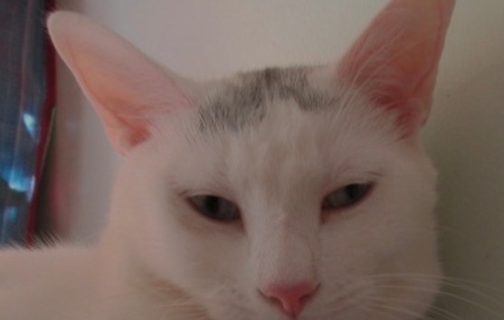 Lee Laurelton thumbnail 4