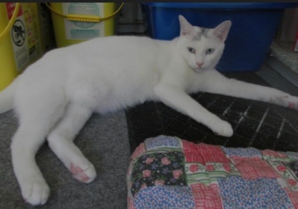 Lee Laurelton thumbnail 5