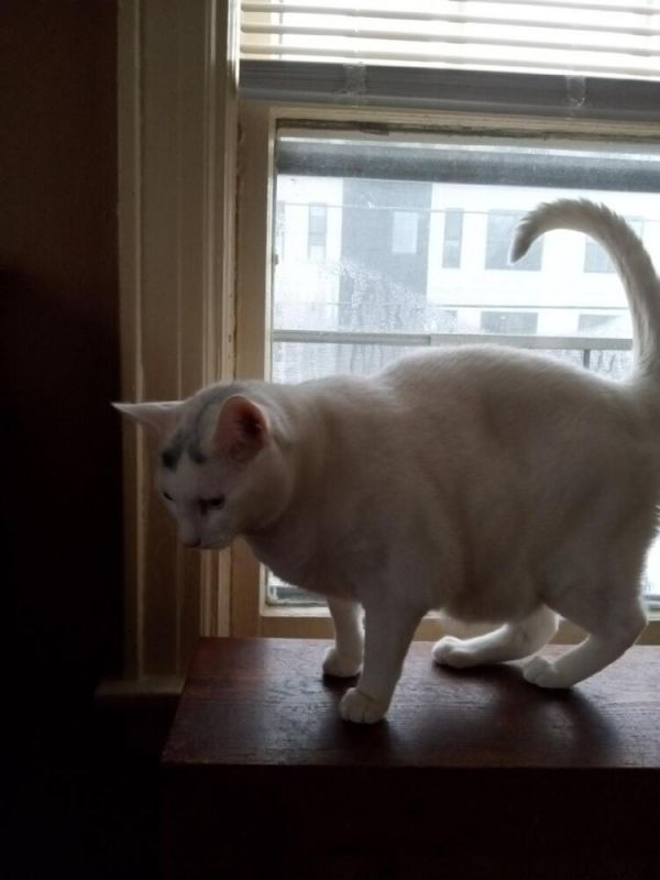 Lee Laurelton thumbnail 6