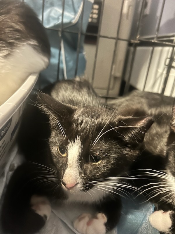 Shiloh Syosset thumbnail 2