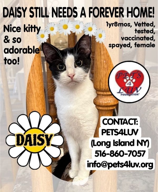 Daisybella Meadow thumbnail 3